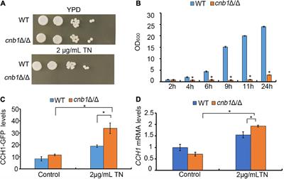 The Transient Receptor Potential Channel Yvc1 Deletion Recovers the Growth Defect of Calcineurin Mutant Under Endoplasmic Reticulum Stress in Candida albicans